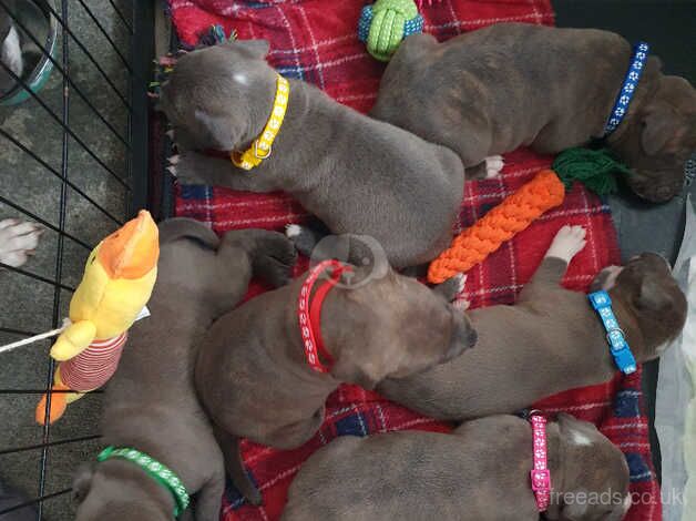 Staffie Puppies for sale in East Riding of Yorkshire