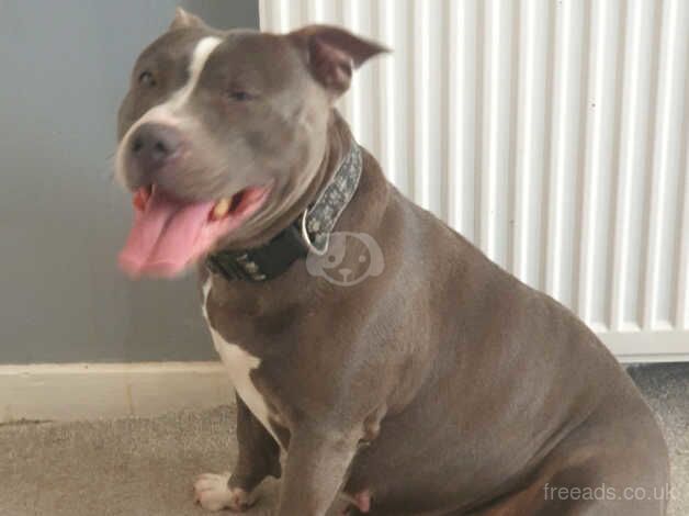 Staffy cross pup 1 x male avalible for sale in Kingston upon Hull, East Riding of Yorkshire - Image 4