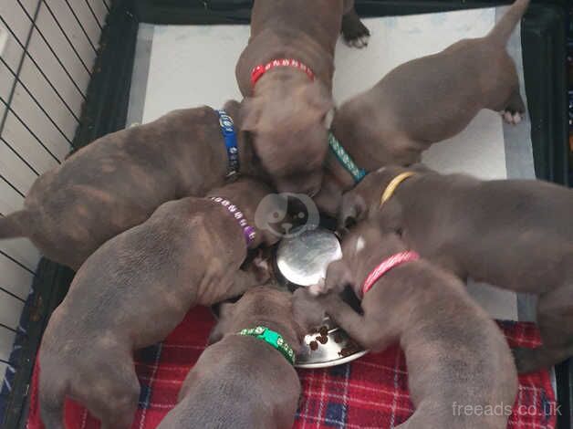 Staffordshire Bull Terriers for sale in Kingston upon Hull, East Riding of Yorkshire