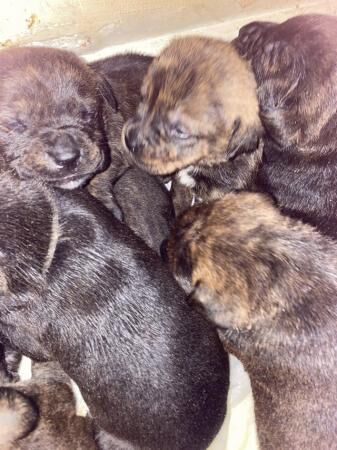 Staffy cross Rottweiler puppies for sale in Tamworth, Staffordshire