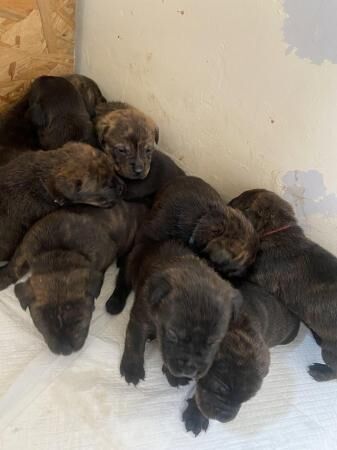 Staffy cross Rottweiler puppies for sale in Tamworth, Staffordshire - Image 3