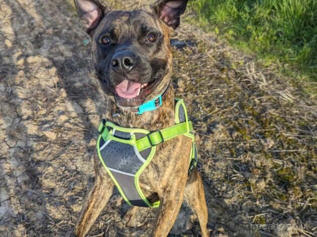 Staffy cross with mastiff for sale in Nottingham, Nottinghamshire - Image 3