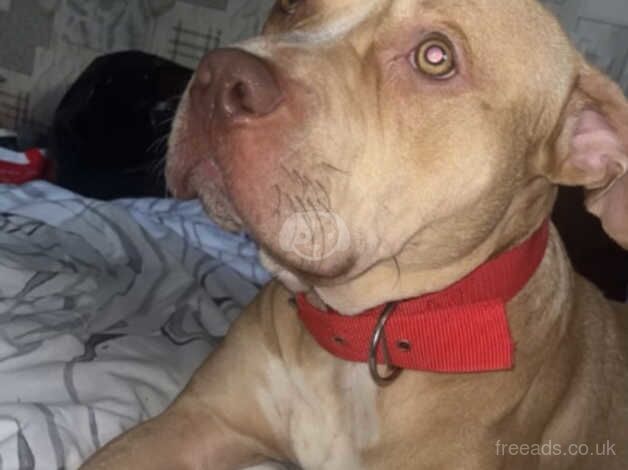 Staffordshire bull terrier for £50 for sale in Liverpool, Merseyside