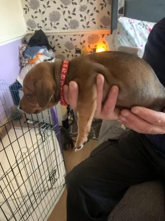 Staffy/dachshund puppies for sale in Birmingham, West Midlands - Image 1