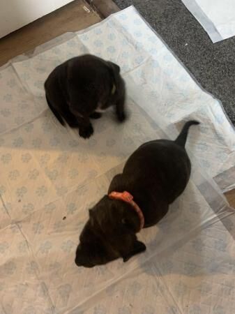 Staffy/dachshund puppies for sale in Birmingham, West Midlands - Image 2