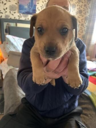 Staffy/dachshund puppies for sale in Birmingham, West Midlands - Image 3