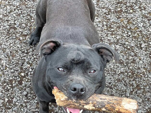 Staffy dog for sale in Neath Abbey, Neath Port Talbot