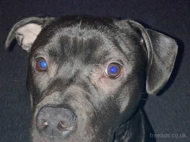 Staffy dog for sale in Pontypool/Pont-y-pwl, Torfaen - Image 3