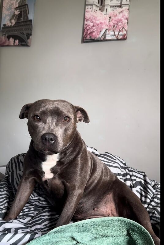 Staffy girl age 2 for sale in Downpatrick, County Down