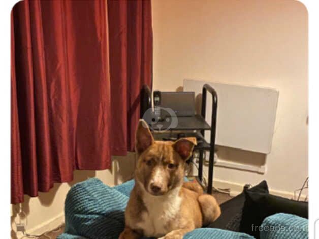 Staffy/husky for sale in Telford, Shropshire - Image 4