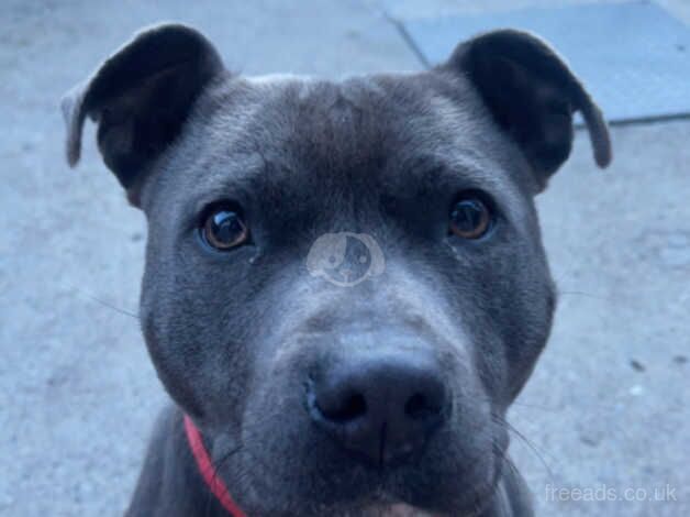 Staffy mix for sale in Londonderry, North Yorkshire - Image 5