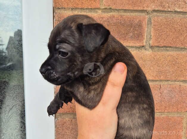 Staffordshire Bull Terriers for sale in Bishop's Hull, Somerset