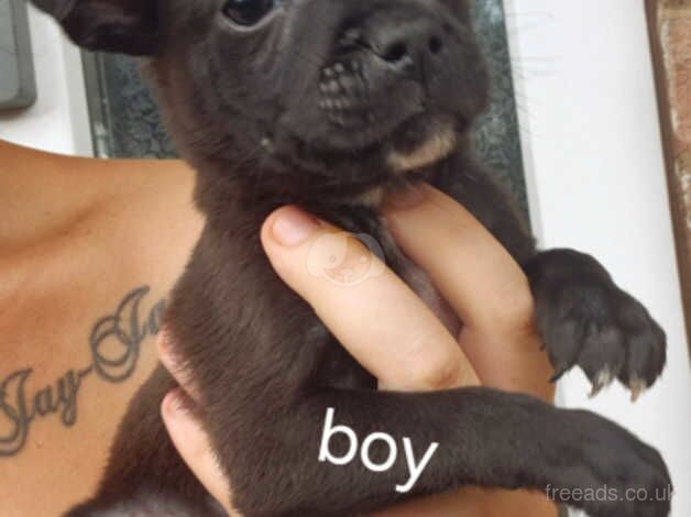 Staffie Puppies for sale in Somerset