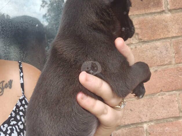 Staffie Puppies for sale