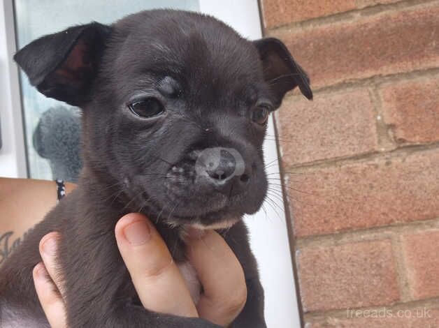 Staffy puopys READ NEXT WEEK for sale in Bishop's Hull, Somerset - Image 5