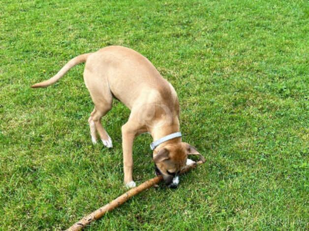 Staffy pup for sale in Cleckheaton, West Yorkshire - Image 4