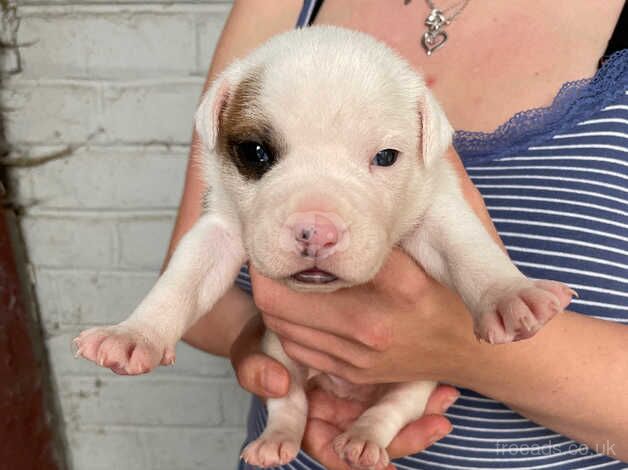 Staffy pup for sale in Grimsby, Lincolnshire - Image 1