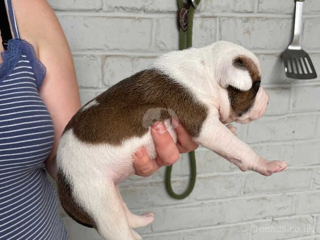 Staffy pup for sale in Grimsby, Lincolnshire - Image 2