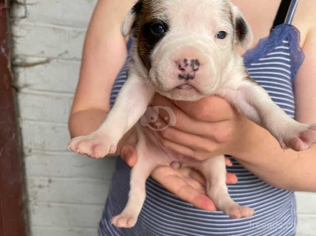 Staffy pup for sale in Grimsby, Lincolnshire - Image 3