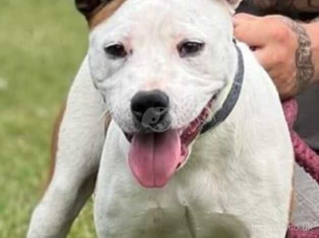 Staffy pup for sale in Grimsby, Lincolnshire - Image 4