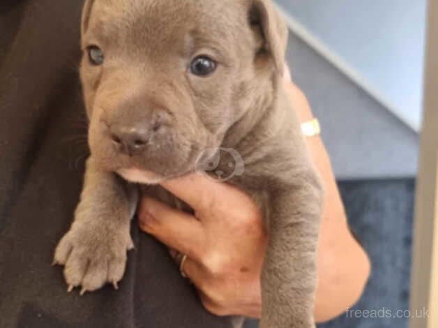 Staffy Pup for sale in Runcorn, Cheshire