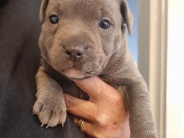 Staffy Pup for sale in Runcorn, Cheshire - Image 2