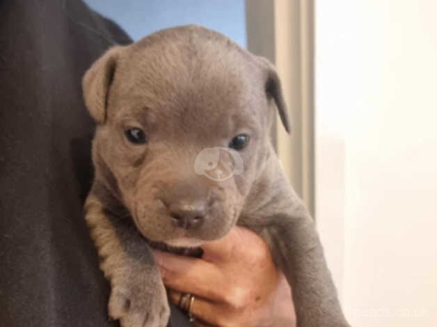 Staffy Pup for sale in Runcorn, Cheshire - Image 3