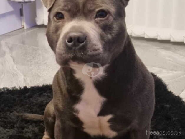 Staffy Pup for sale in Runcorn, Cheshire - Image 5