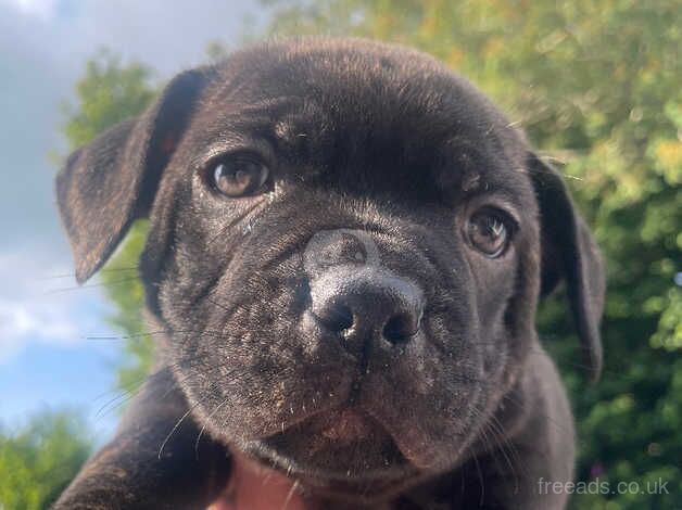 Staffy Puppies - 2 girls remaining. Ready next week! for sale in Caerphilly