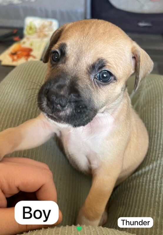 Staffy puppies for sale in Westminster, Greater London - Image 3