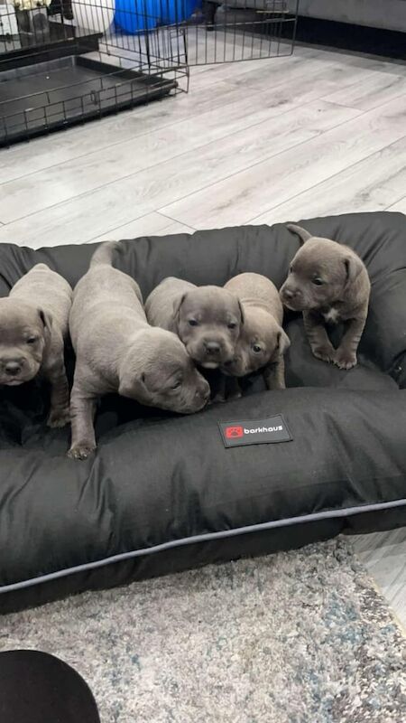 Staffy puppies for sale in Dunmurry, County Antrim - Image 1