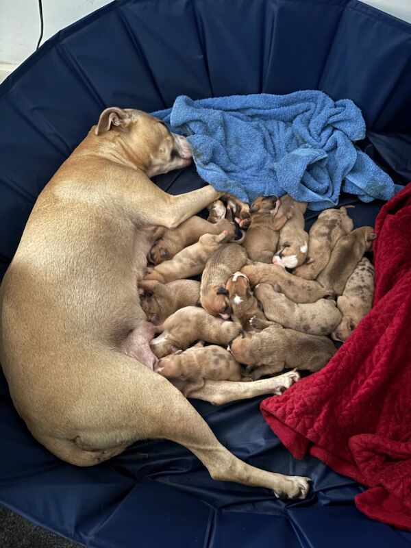 Staffy puppies for sale in Colchester, Essex - Image 1