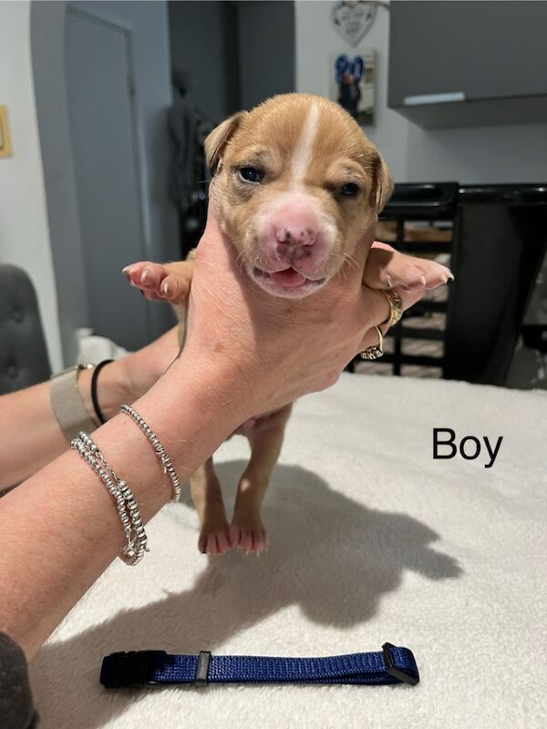 Staffy puppies for sale in Colchester, Essex - Image 3