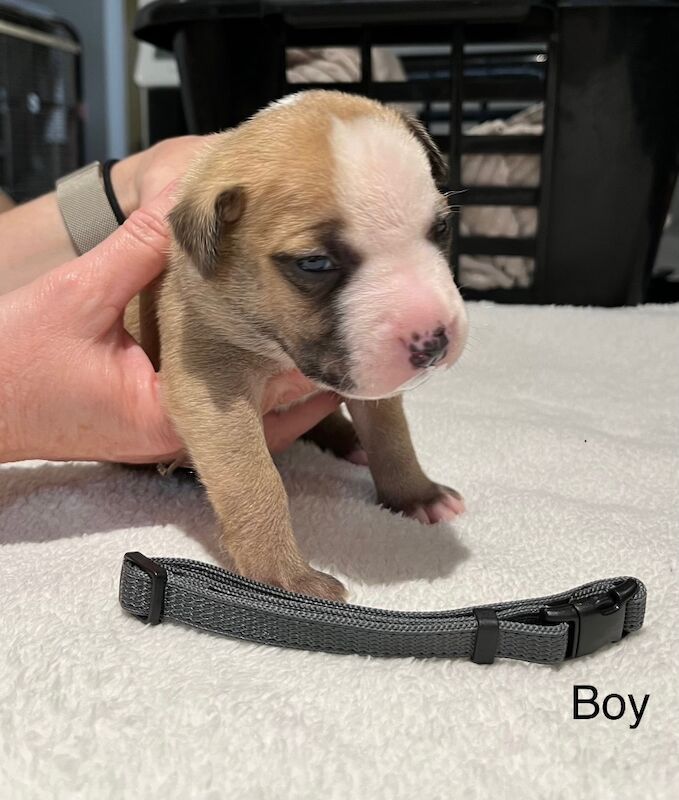 Staffy puppies for sale in Colchester, Essex - Image 4