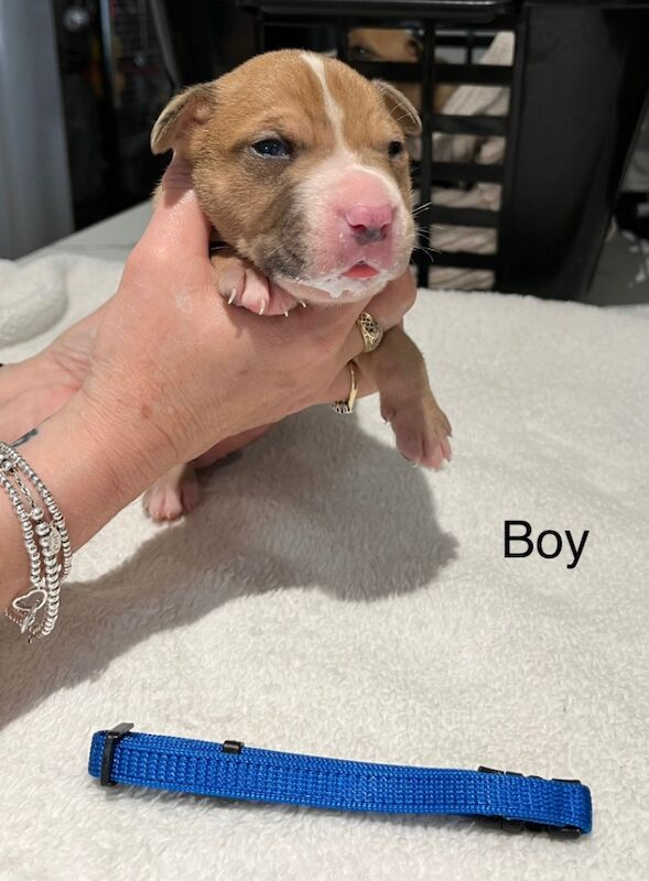 Staffy puppies for sale in Colchester, Essex - Image 5