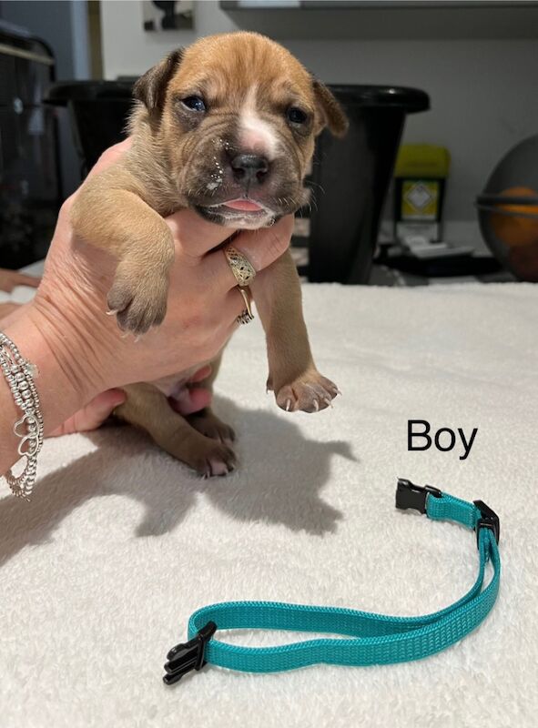 Staffy puppies for sale in Colchester, Essex - Image 6