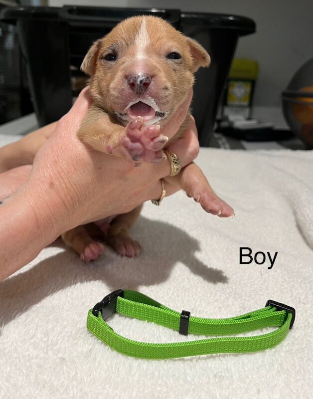 Staffy puppies for sale in Colchester, Essex - Image 7