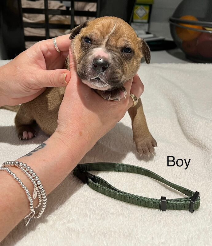 Staffy puppies for sale in Colchester, Essex - Image 8