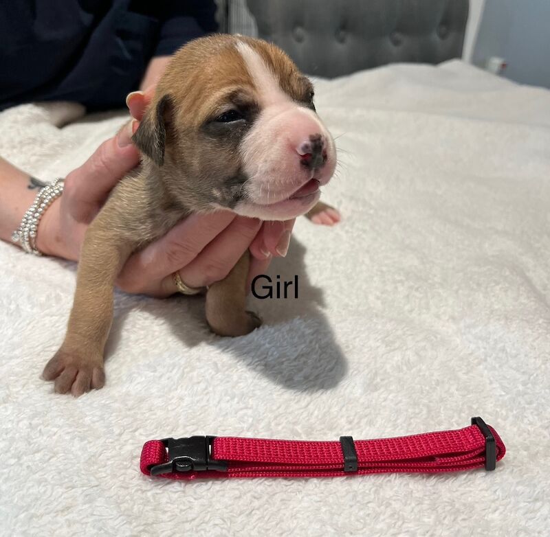 Staffy puppies for sale in Colchester, Essex - Image 10