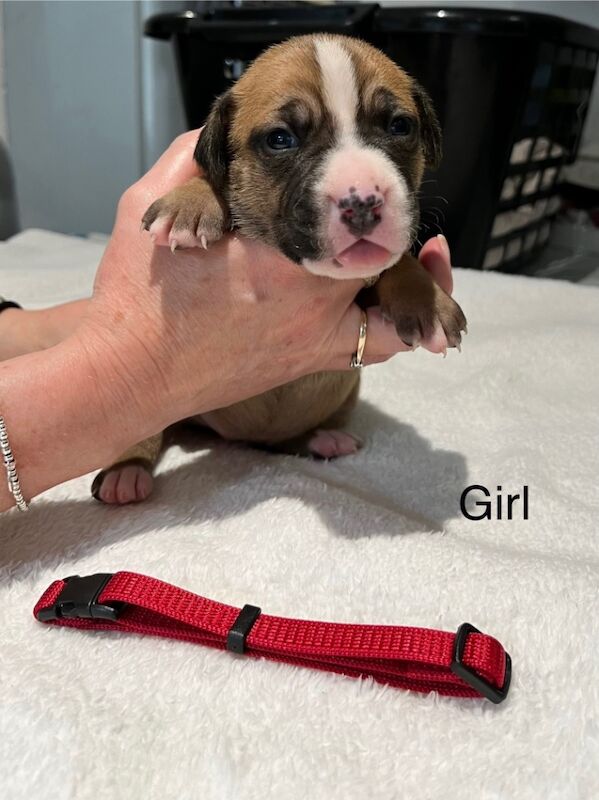 Staffy puppies for sale in Colchester, Essex - Image 11