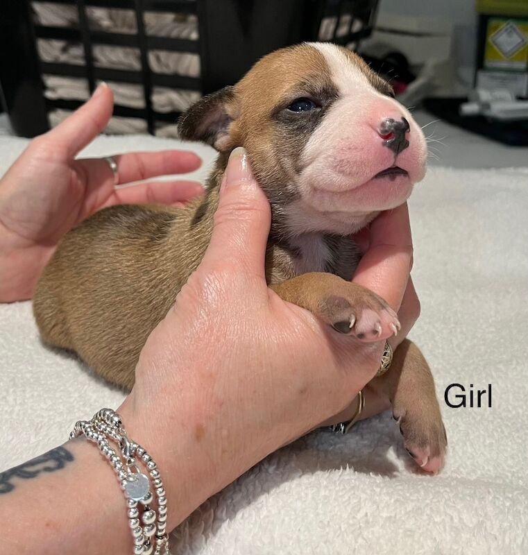 Staffy puppies for sale in Colchester, Essex - Image 13