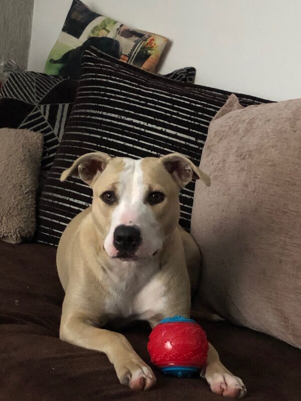 Staffy puppies for sale in Colchester, Essex - Image 15