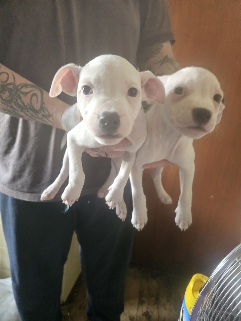 Pure clearance white staffy