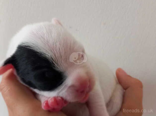 Staffy puppies for sale in Antrim