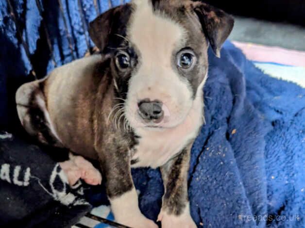 Staffy puppies for sale in Bolton, East Lothian - Image 1