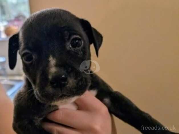 Staffy puppies for sale in Bolton, East Lothian - Image 2