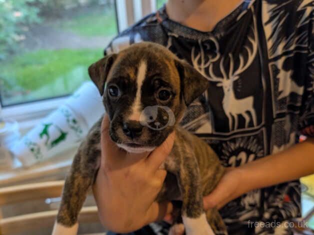 Staffy puppies for sale in Bolton, East Lothian - Image 3