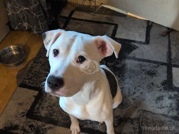 Staffy puppies for sale in Bolton, East Lothian - Image 4