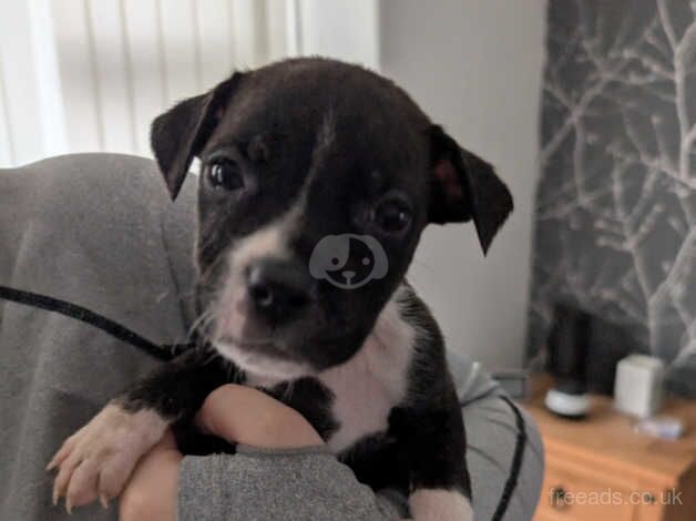 Staffy puppies for sale in Bolton, East Lothian - Image 5