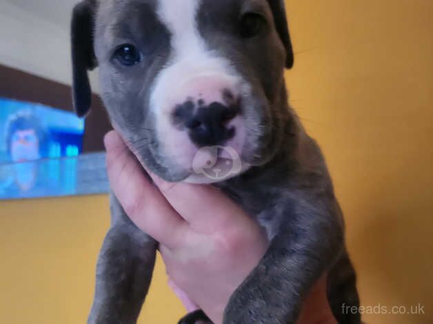 Staffy puppies for sale in Dumbarton, West Dunbartonshire